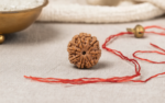 Buy Online Natural 7 Mukhi Rudraksha Nepali
